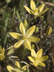 Triteleia ixioides scabra
