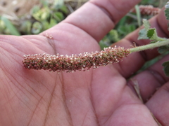 Acalypha monostachya
