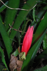 Billbergia pyramidalis