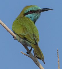 Merops cyanophrys cyanophrys
