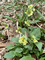 Primula elatior