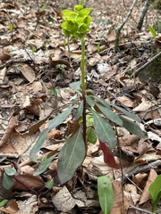 Euphorbia amygdaloides