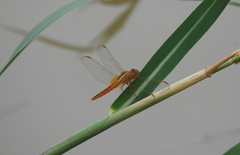 Crocothemis sanguinolenta
