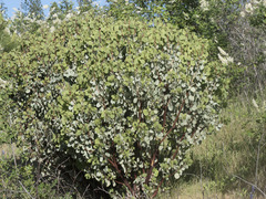 Arctostaphylos viscida
