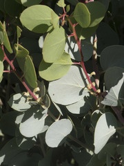 Arctostaphylos viscida