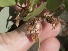 Arctostaphylos viscida
