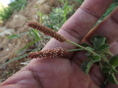 Acalypha monostachya