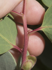 Arctostaphylos viscida