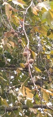 Platanaceae