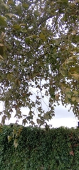 Platanaceae
