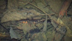 Lissotriton vulgaris