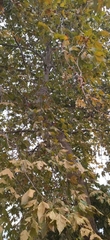 Platanaceae