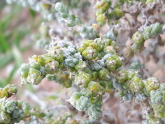 Caroxylon passerinum