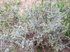 Caroxylon passerinum