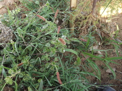 Acalypha monostachya