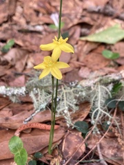 Hypoxis juncea