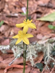 Hypoxis juncea