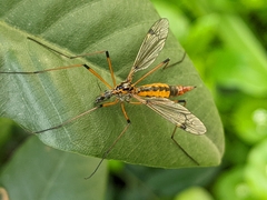 Hesperotipula
