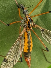 Hesperotipula