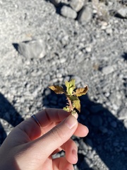 Chamaebatiaria millefolium