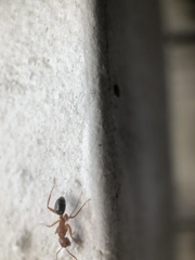 Camponotus decipiens