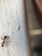 Camponotus decipiens
