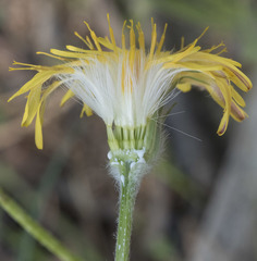Agoseris retrorsa