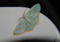 Comostolopsis stillata