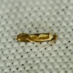 Philonome clemensella