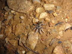 Catanduba flavohirta