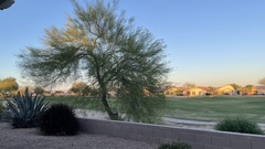 Parkinsonia