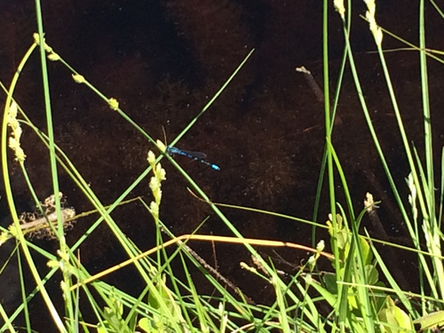 Pine Barrens Bluet photo 5