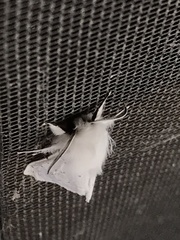 Spilosoma vestalis
