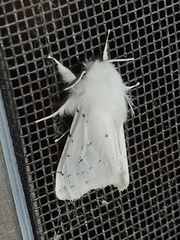 Spilosoma vestalis