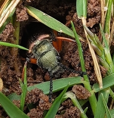 Lytta aenea