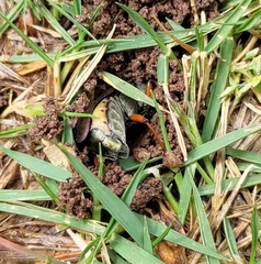 Lytta aenea