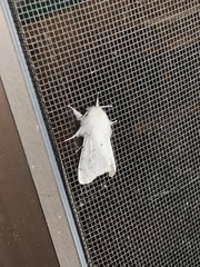 Spilosoma vestalis