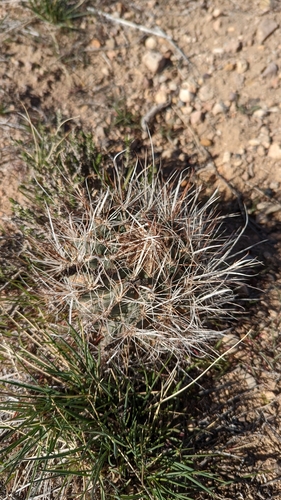 Sclerocactus spinosior