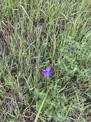 Dichelostemma congestum