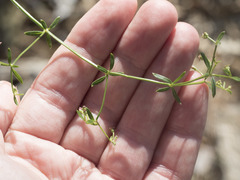 Galium bolanderi