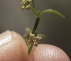 Galium bolanderi