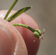 Galium bolanderi
