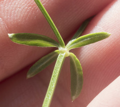 Galium bolanderi