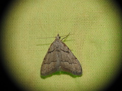 Nola thymula