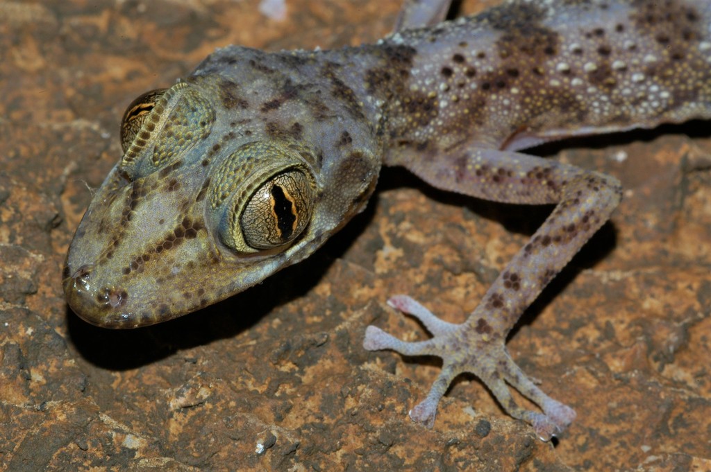 Northern Madagascar Ground Gecko