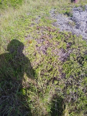 Baccharis pilularis pilularis