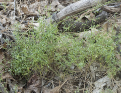 Galium bolanderi