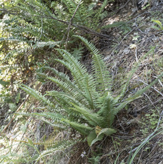 Polystichum imbricans imbricans