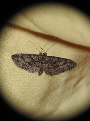 Eupithecia cocciferata
