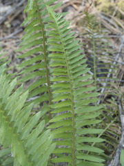 Polystichum imbricans imbricans